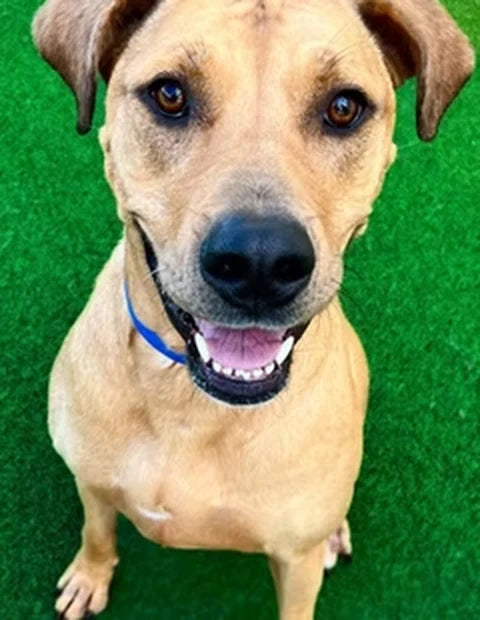Cooper's original pet photo