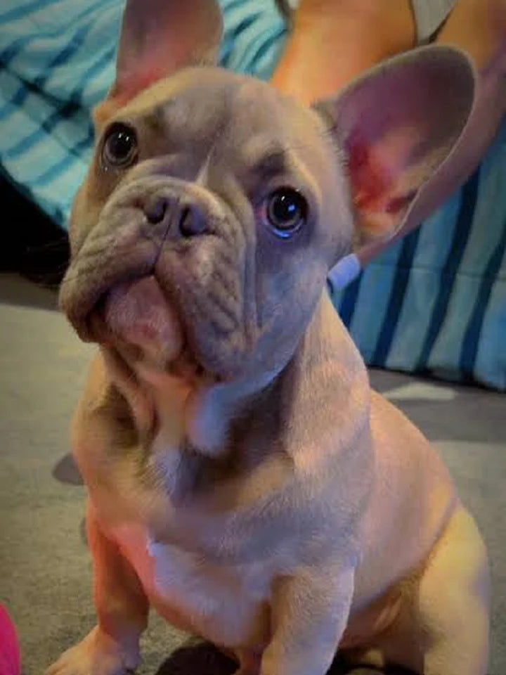 Biscuit's original pet photo