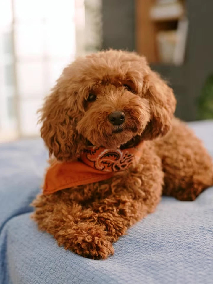 Piper's original pet photo